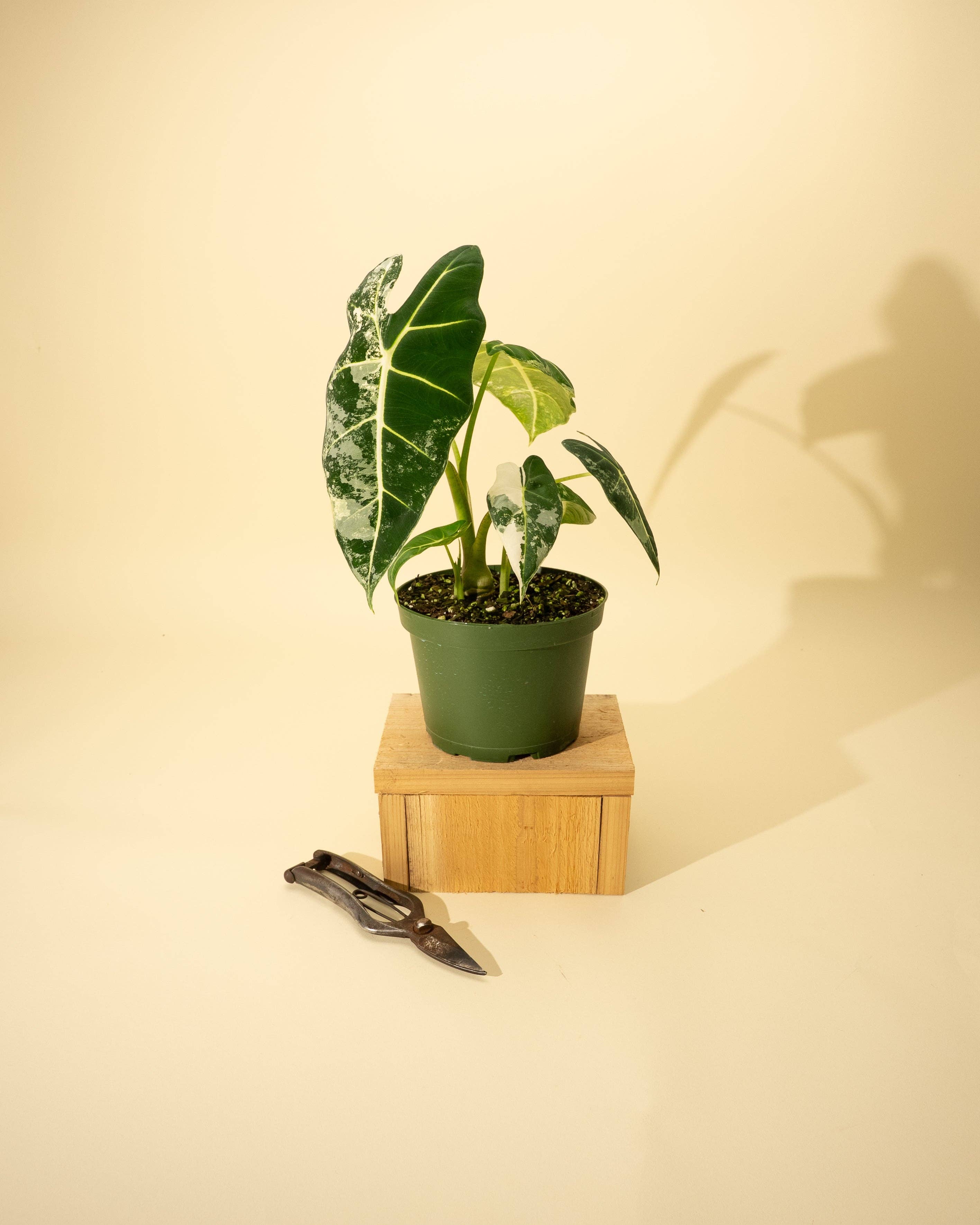 6" Variegated Alocasia 'Frydek'
