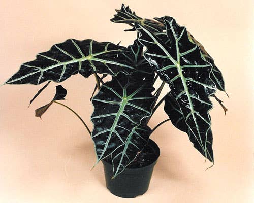 Alocasia Polly 3" starter