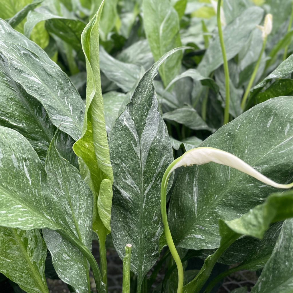 Variegated Peace Lily 'Domino' -4" Pot