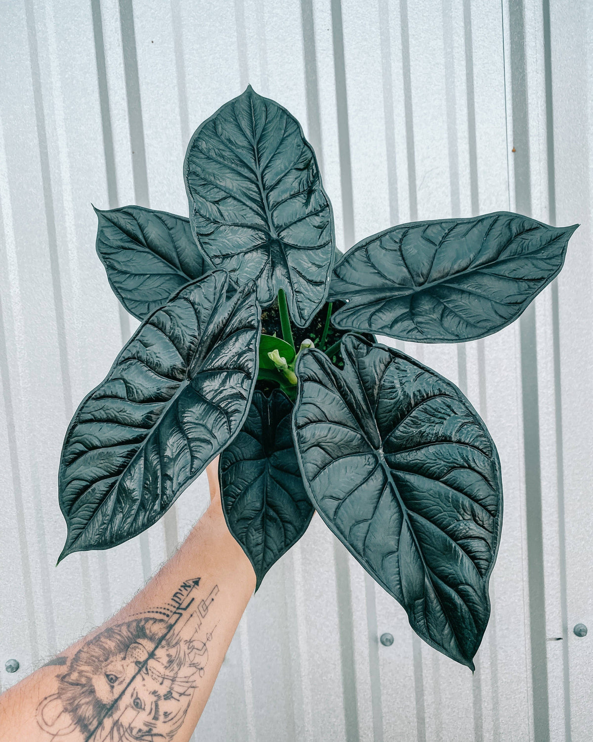 6" Alocasia 'Green Dragon Scale'