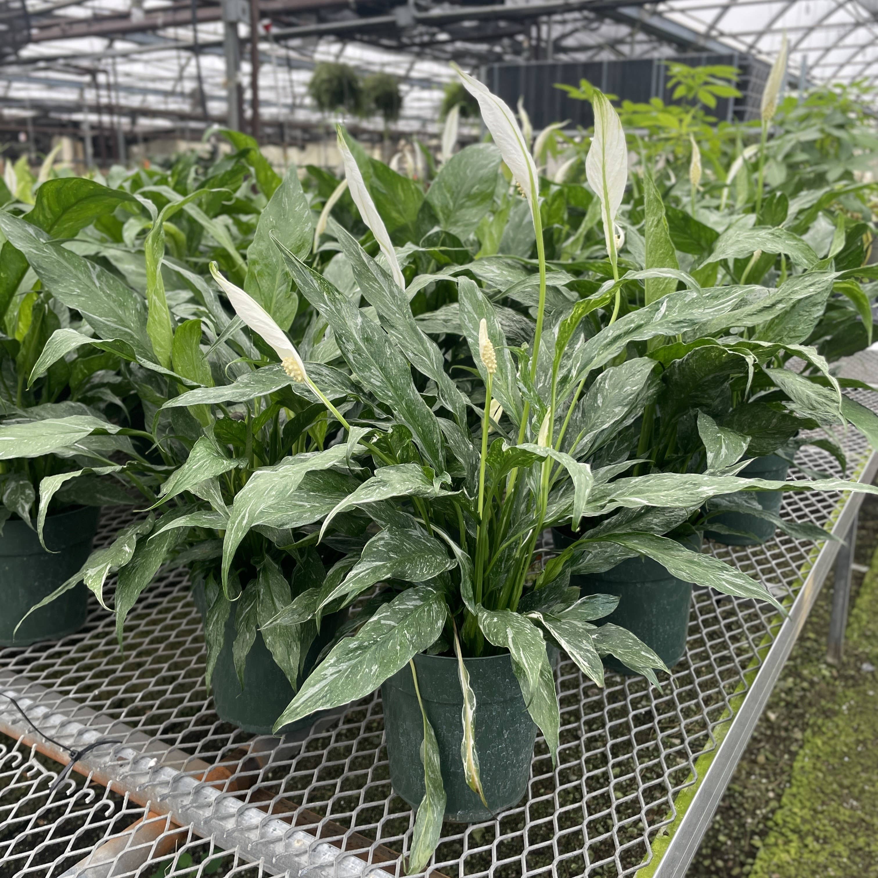 Variegated Peace Lily 'Domino' -4" Pot