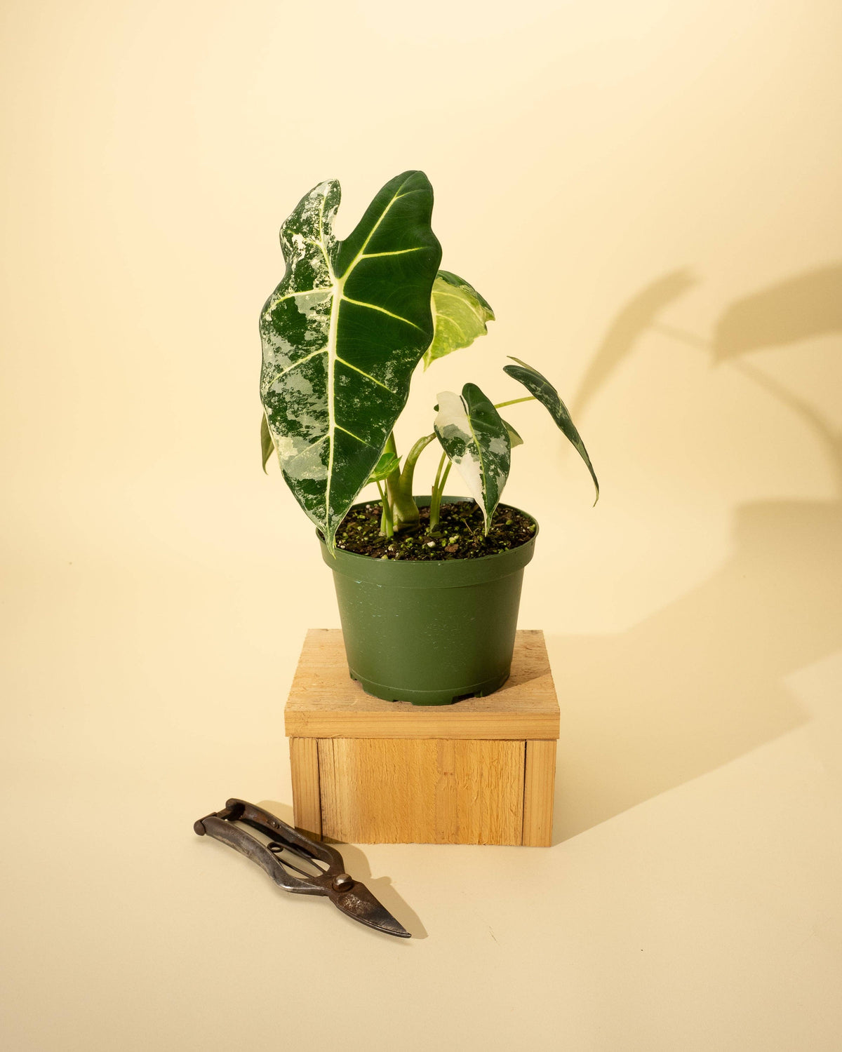 6" Variegated Alocasia 'Frydek'
