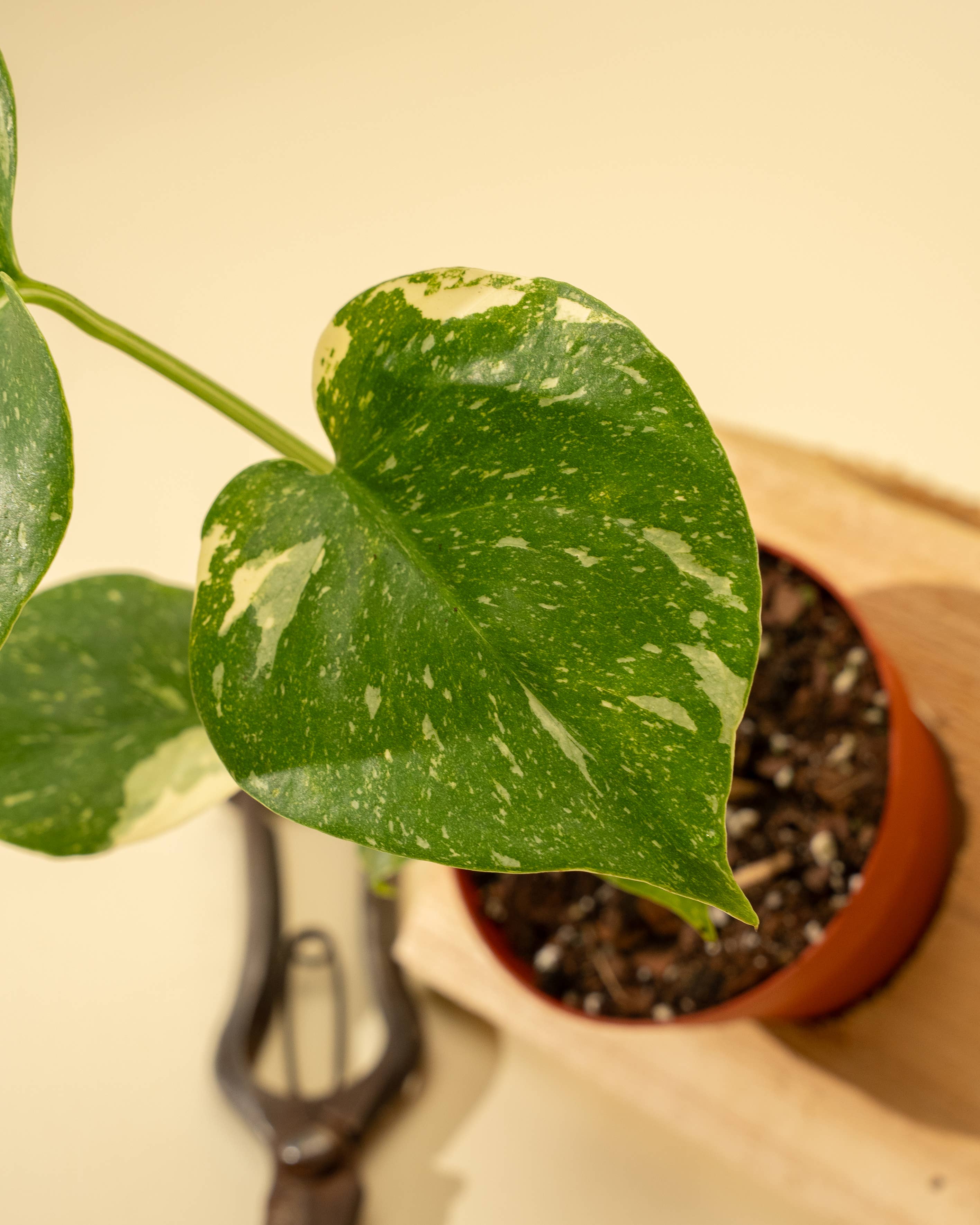 4" Monstera 'Thai Constellation'