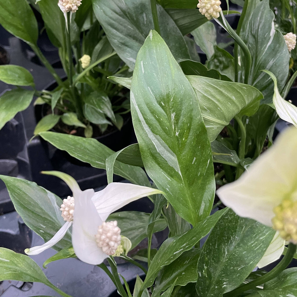 Variegated Peace Lily 'Domino' -4" Pot