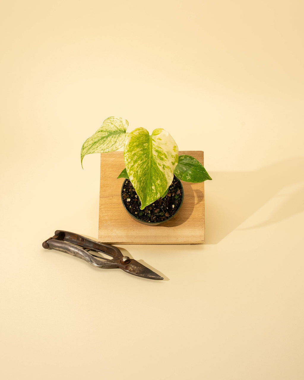 4" Monstera 'Mint'