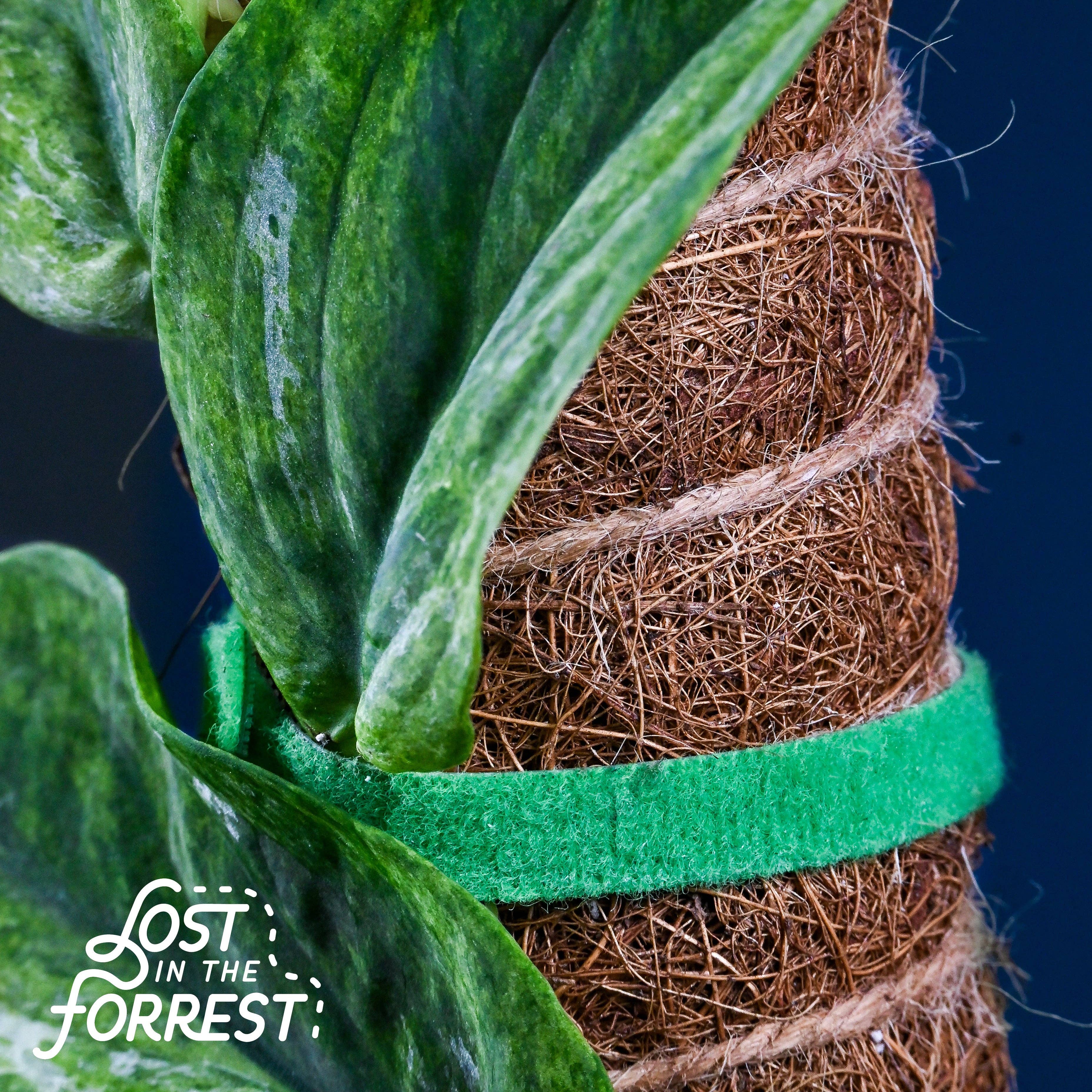 Plant Tape: Green / 6.5 Feet