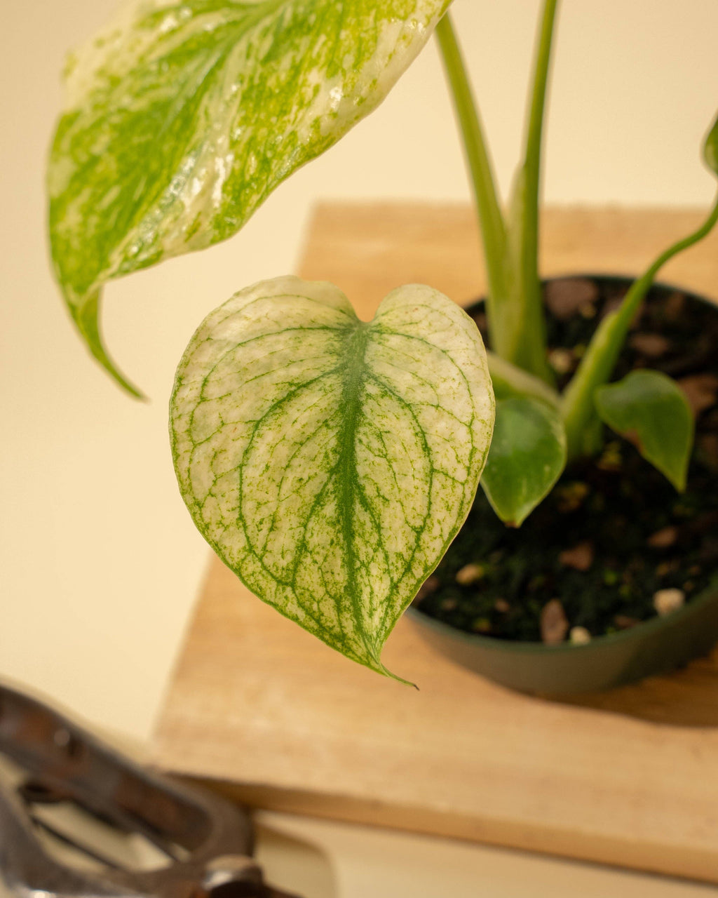 4" Monstera 'Mint'