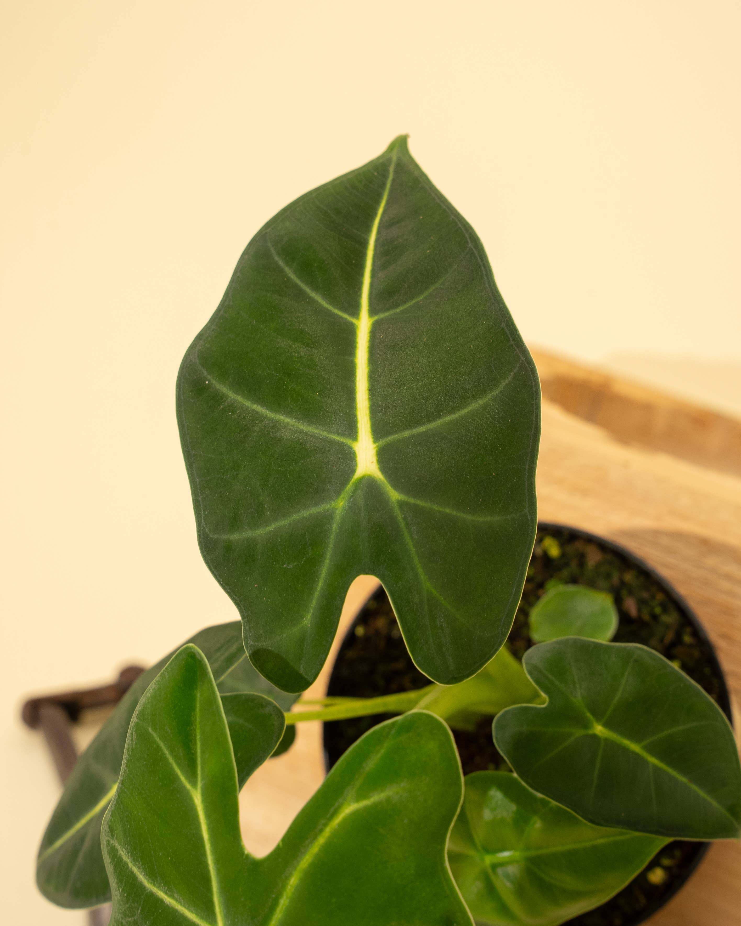 4" Alocasia 'Frydek'
