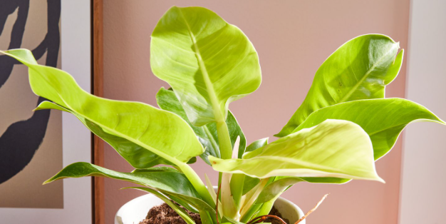 Philodendron Moonlight 3 in