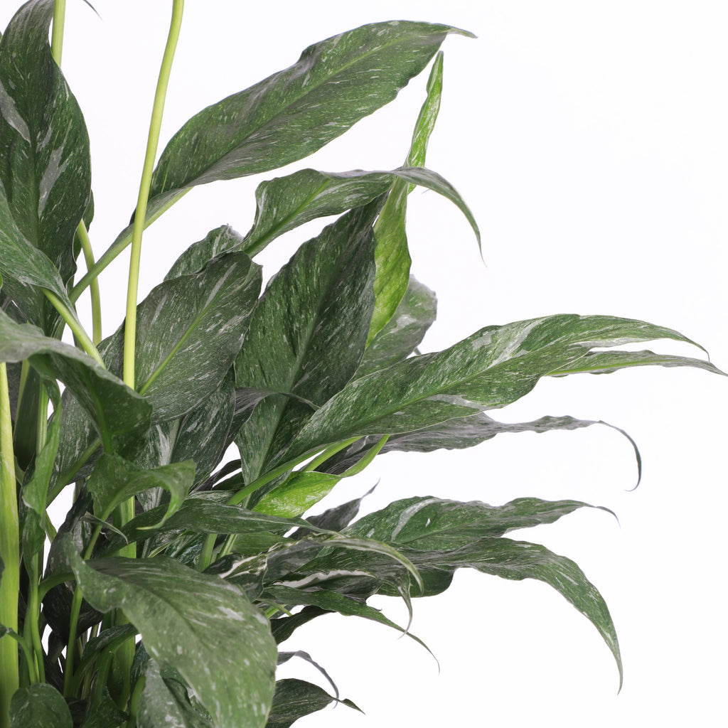 Variegated Peace Lily 'Domino' -4" Pot