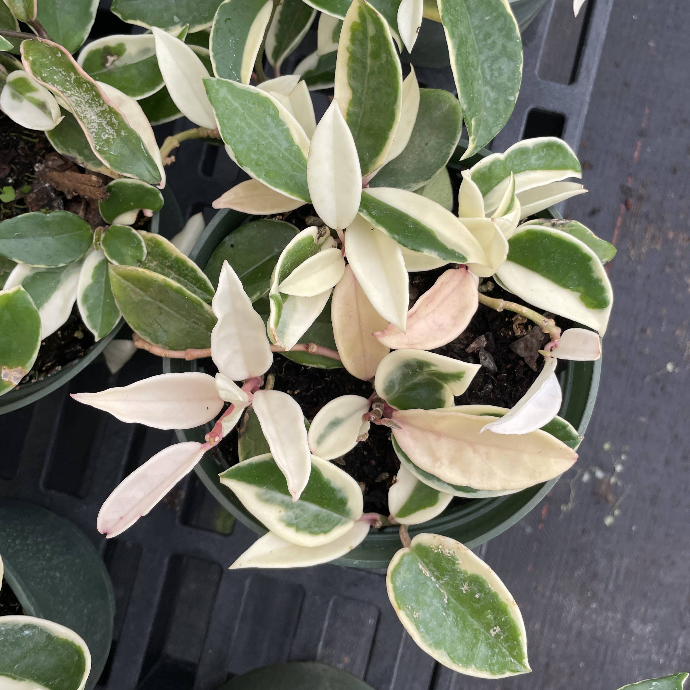 Krimson Queen Hoya Plant