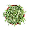 Variegated String of Pearls | 4 inch | Senecio rowleyanus variegata: 4 inch