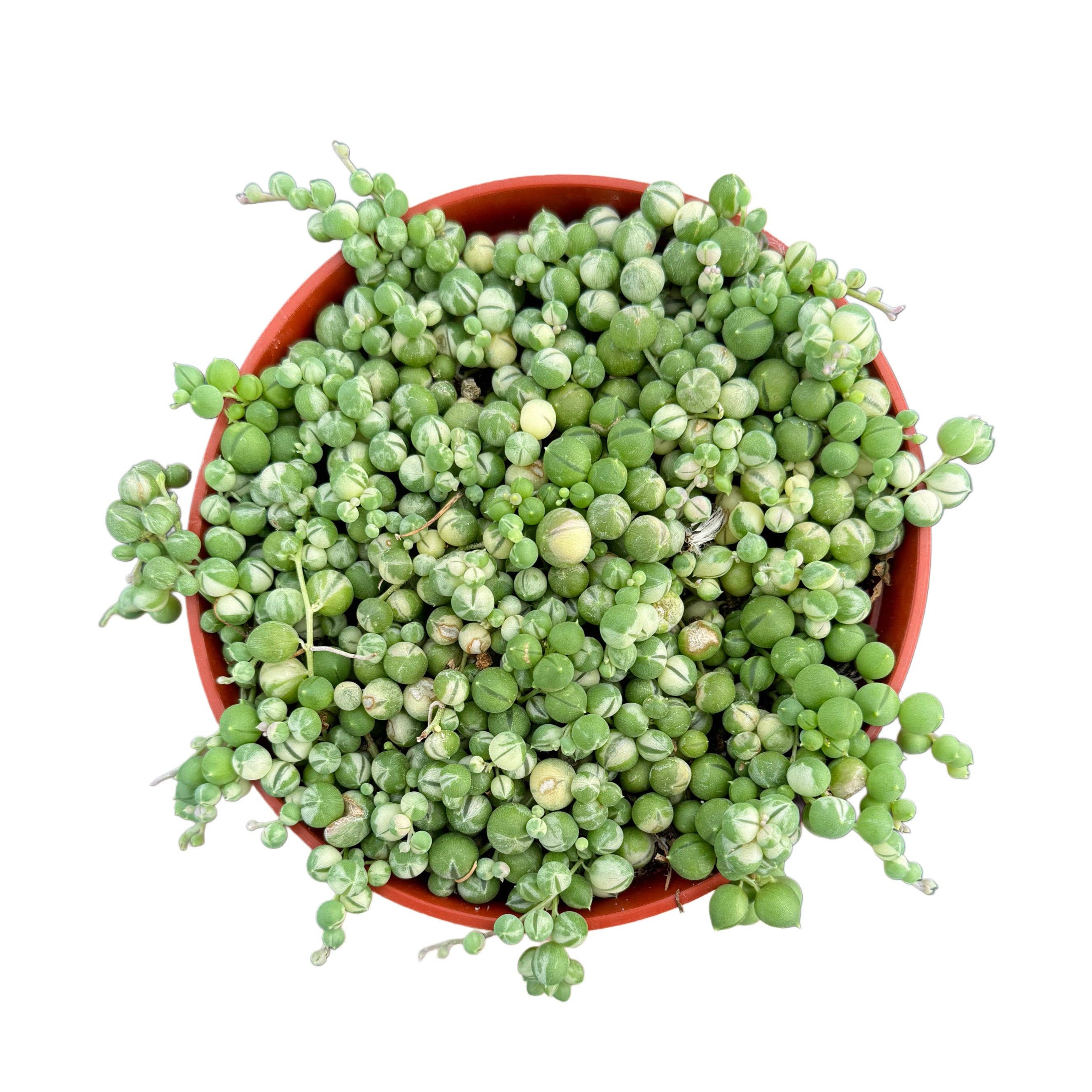 Variegated String of Pearls | 4 inch | Senecio rowleyanus variegata: 4 inch