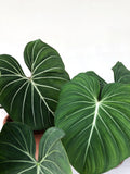 Philodendron Gloriosum Dark Form 3" starter