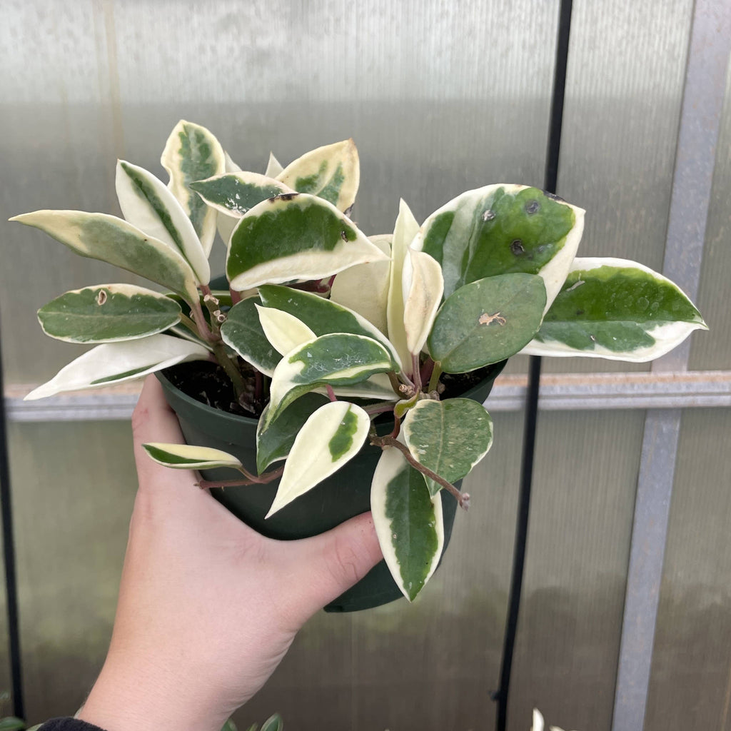Krimson Queen Hoya Plant