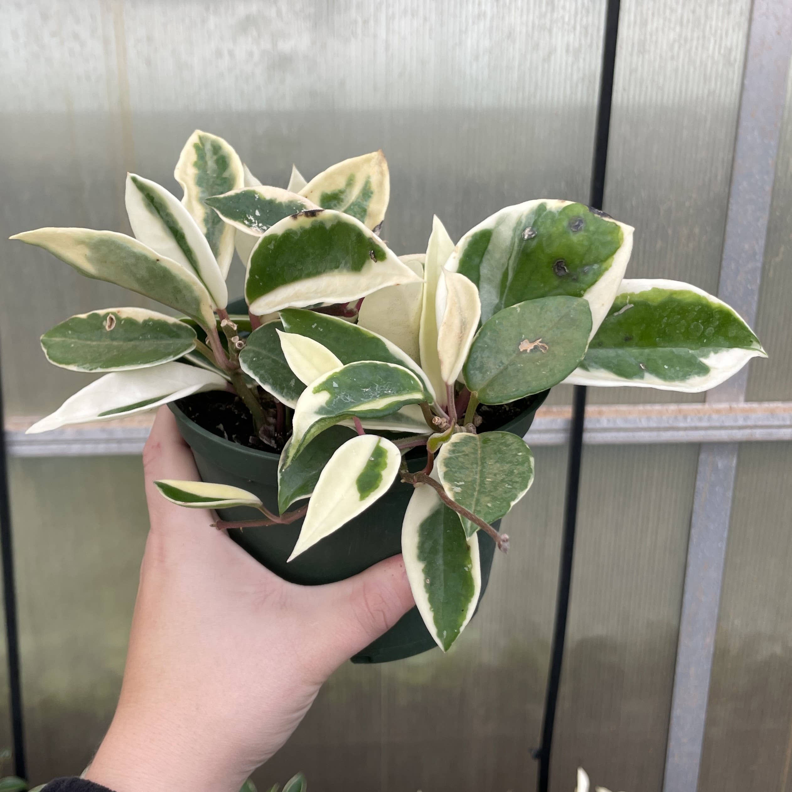 Krimson Queen Hoya Plant
