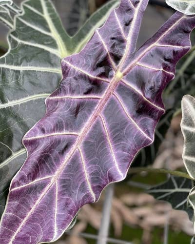 Alocasia Purpley 3" starter