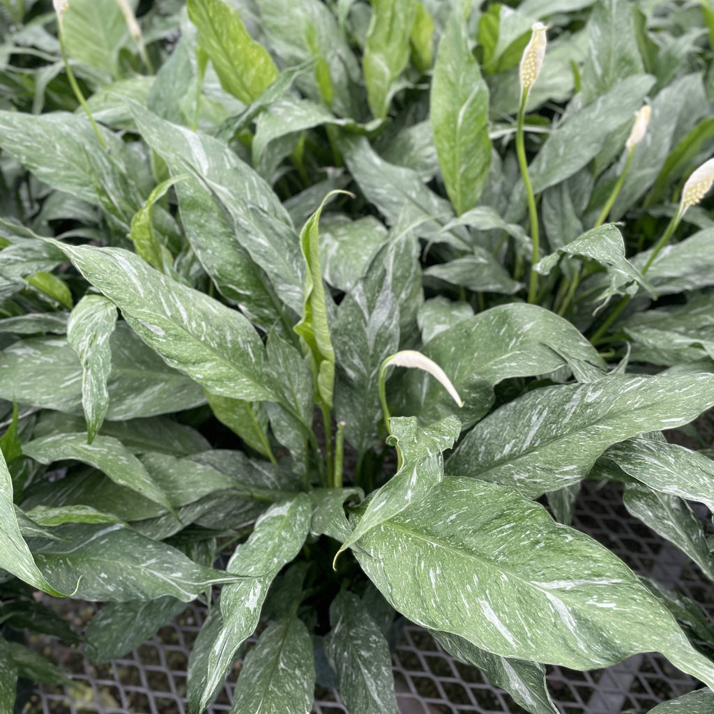 Variegated Peace Lily 'Domino' -4" Pot