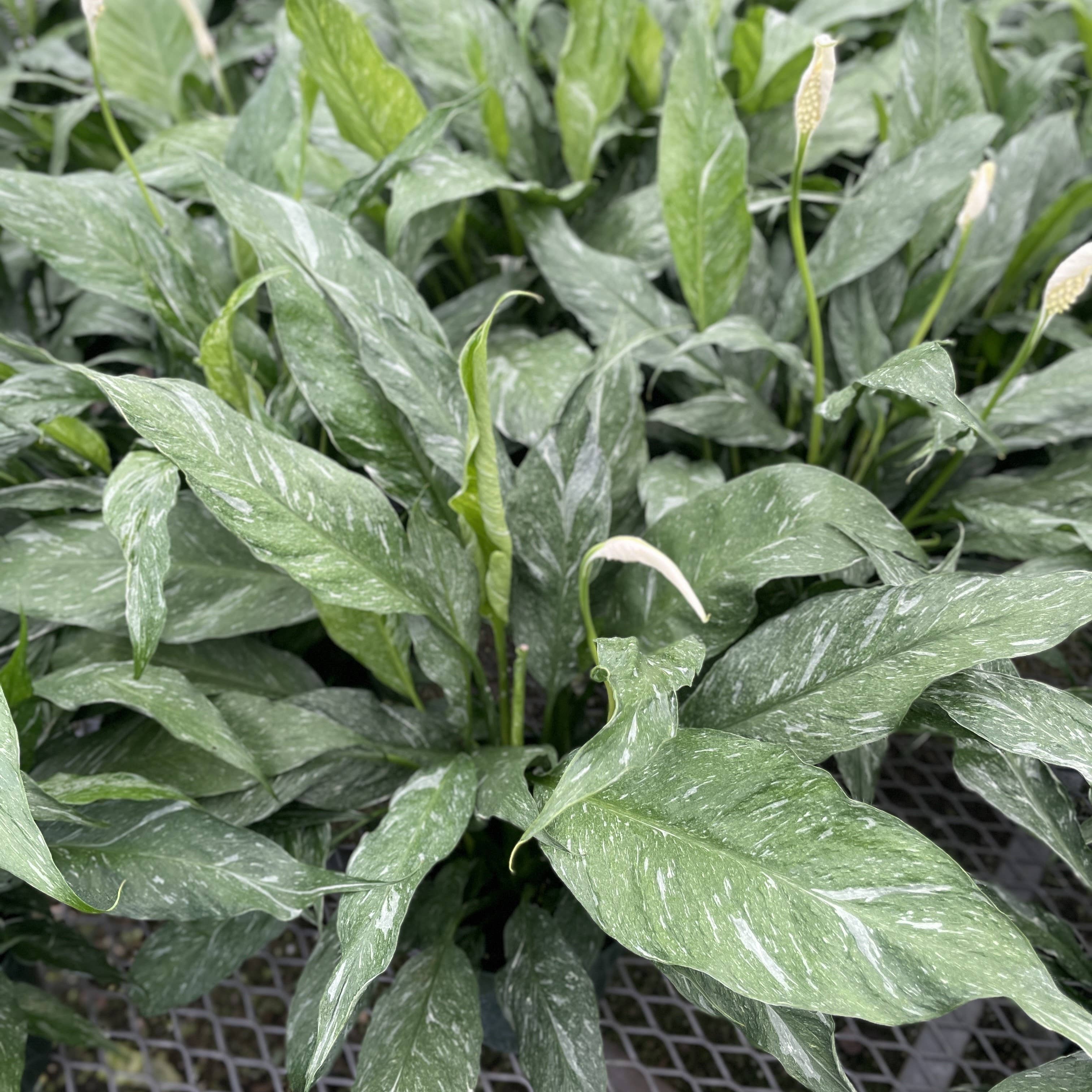 Variegated Peace Lily 'Domino' -4" Pot