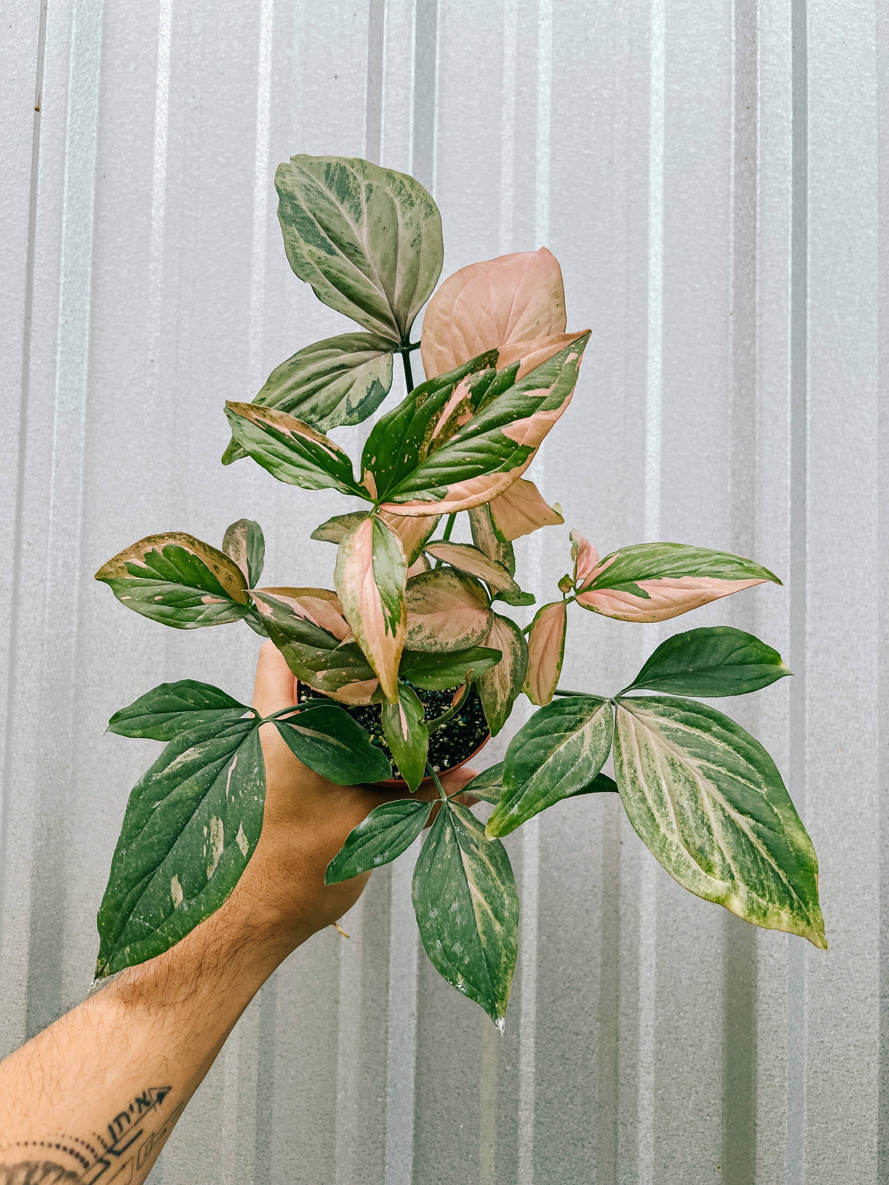 4" Syngonium 'Pink Splash'