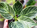 Philodendron Birkin 3" starter