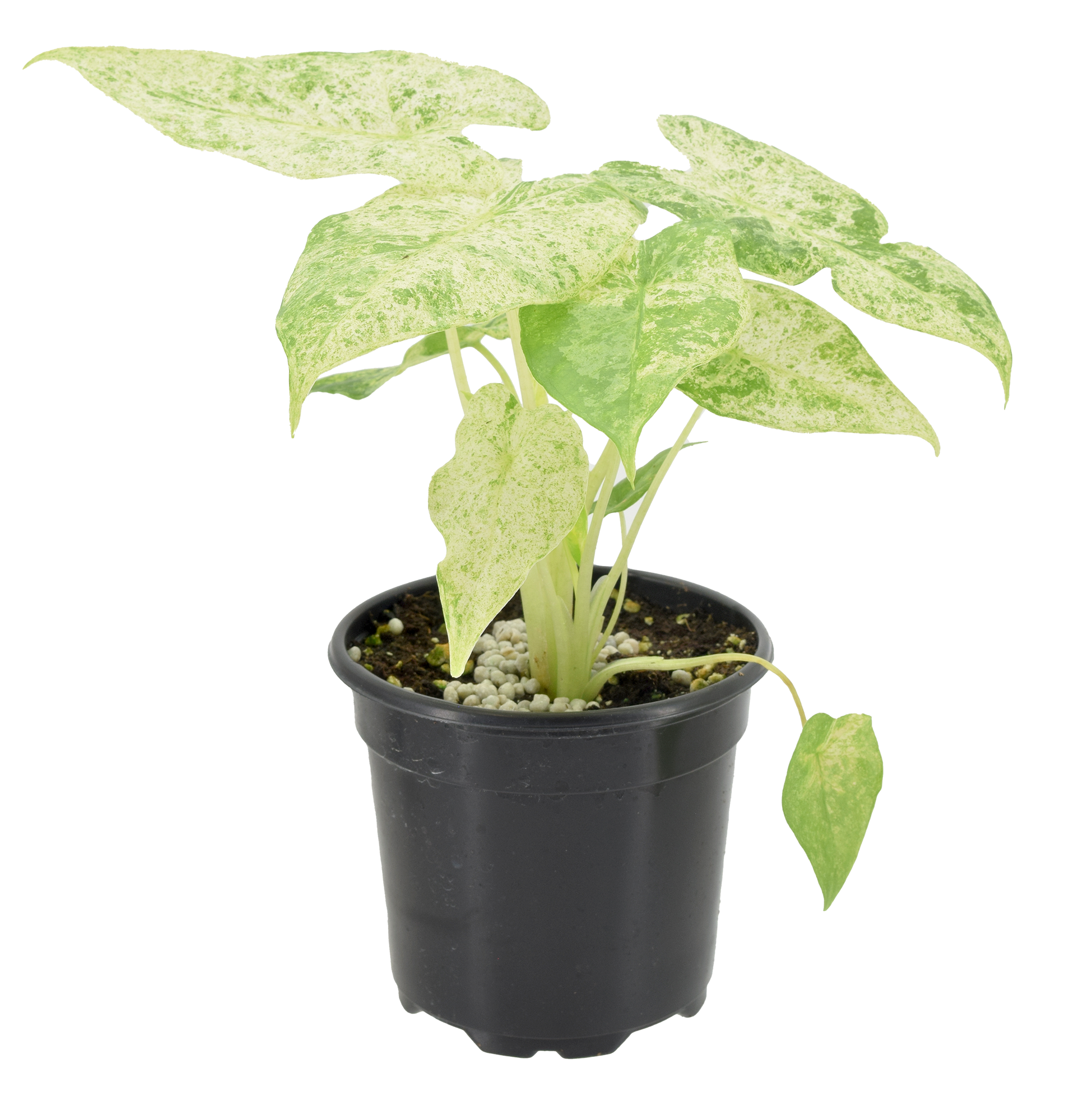 Alocasia Odora Batik Variegated 4 inch Grower Pot