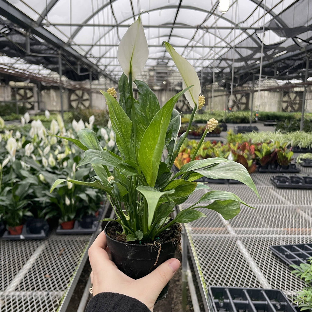 Variegated Peace Lily 'Domino' -4" Pot