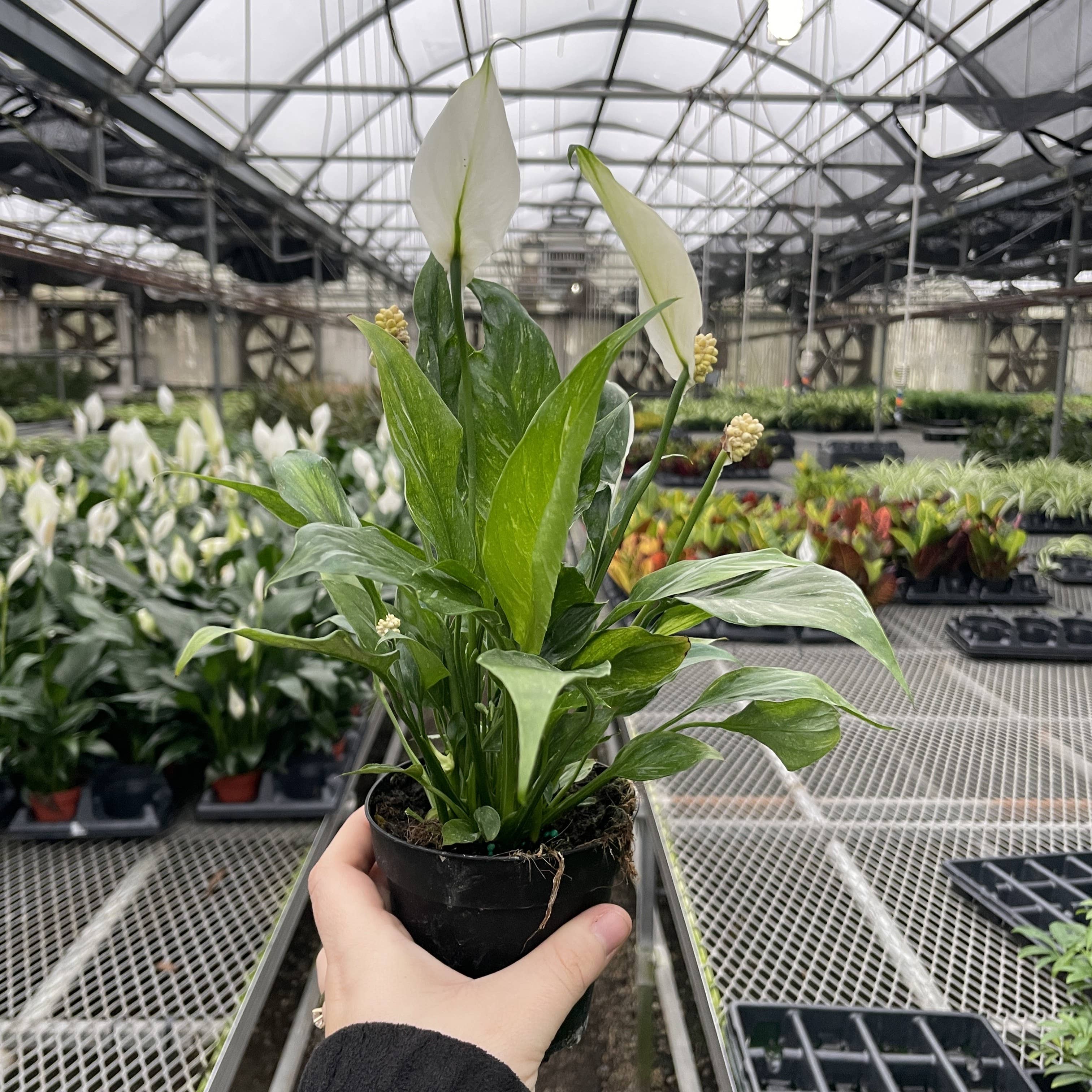 Variegated Peace Lily 'Domino' -4" Pot