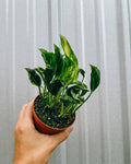 4" Epipremnum 'Shangri La'