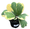 Hoya Kerri Heart Outer Variegated 4in Grow Pot