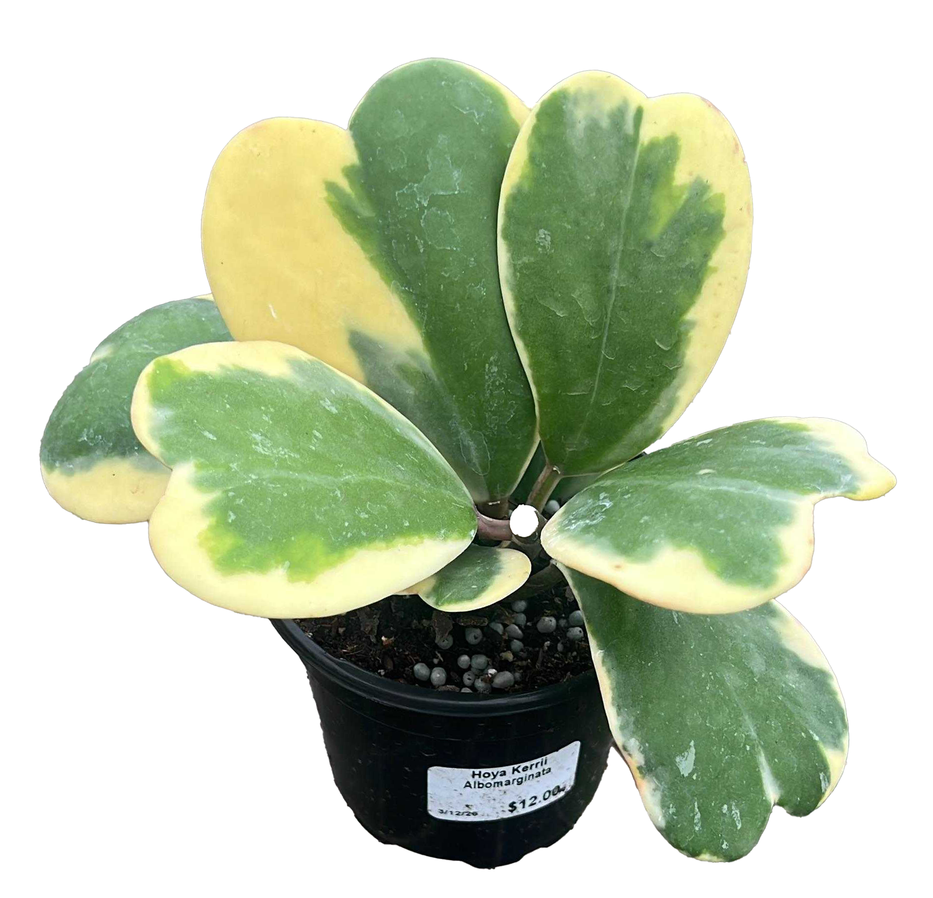 Hoya Kerri Heart Outer Variegated 4in Grow Pot