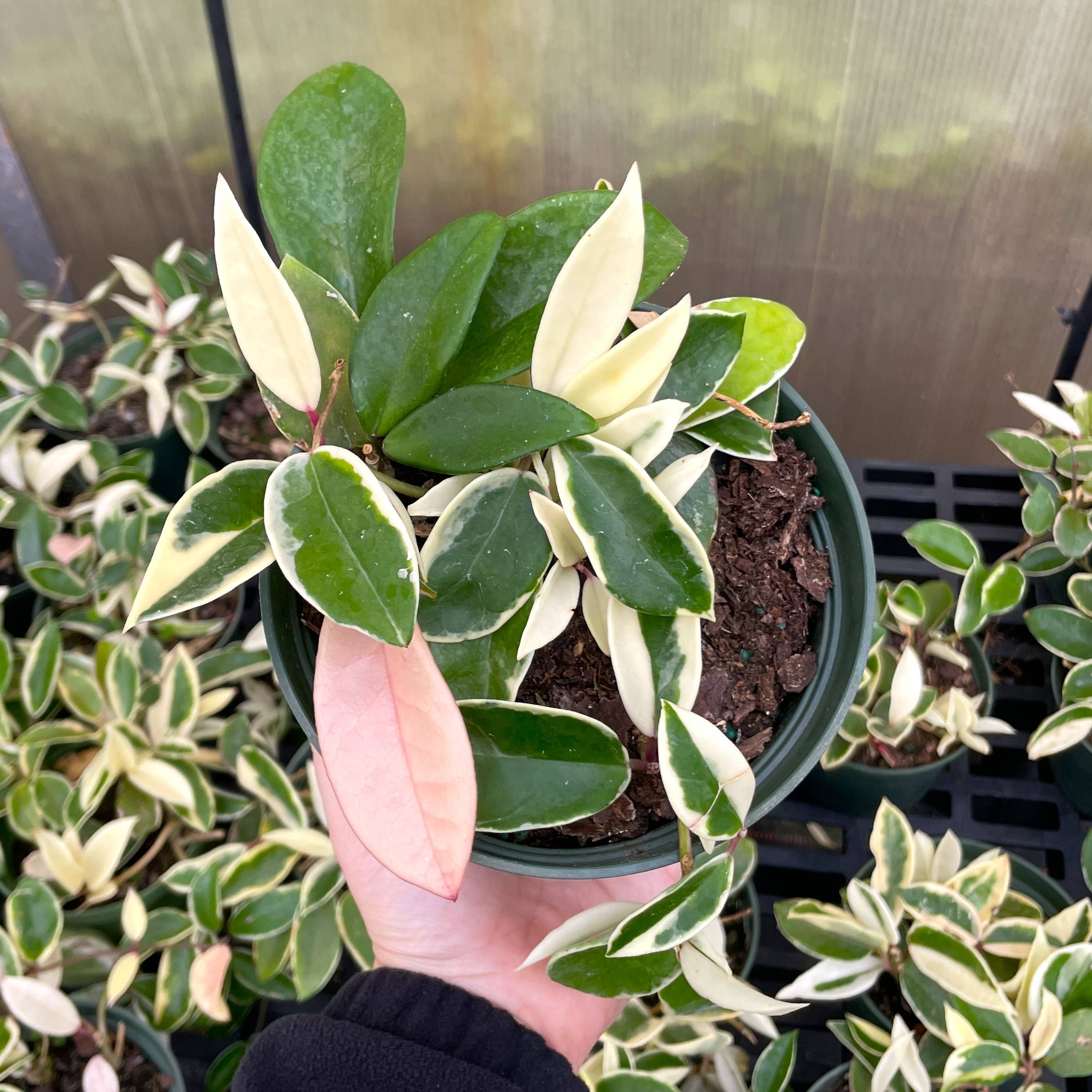 Krimson Queen Hoya Plant