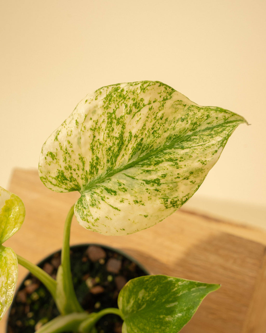 4" Monstera 'Mint'