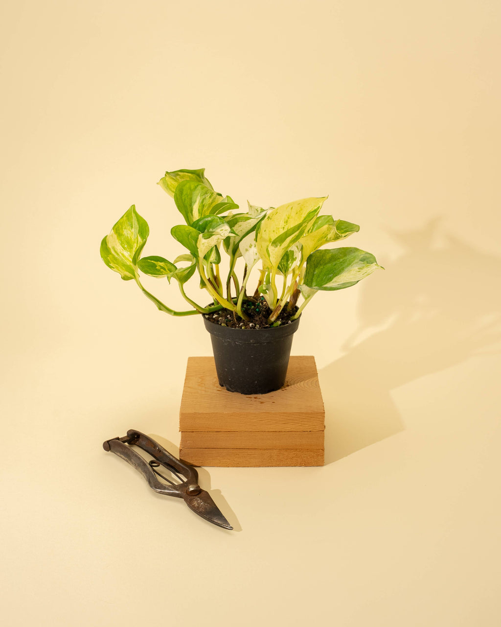 4" Epipremnum Aureum 'Manjula Compacta'