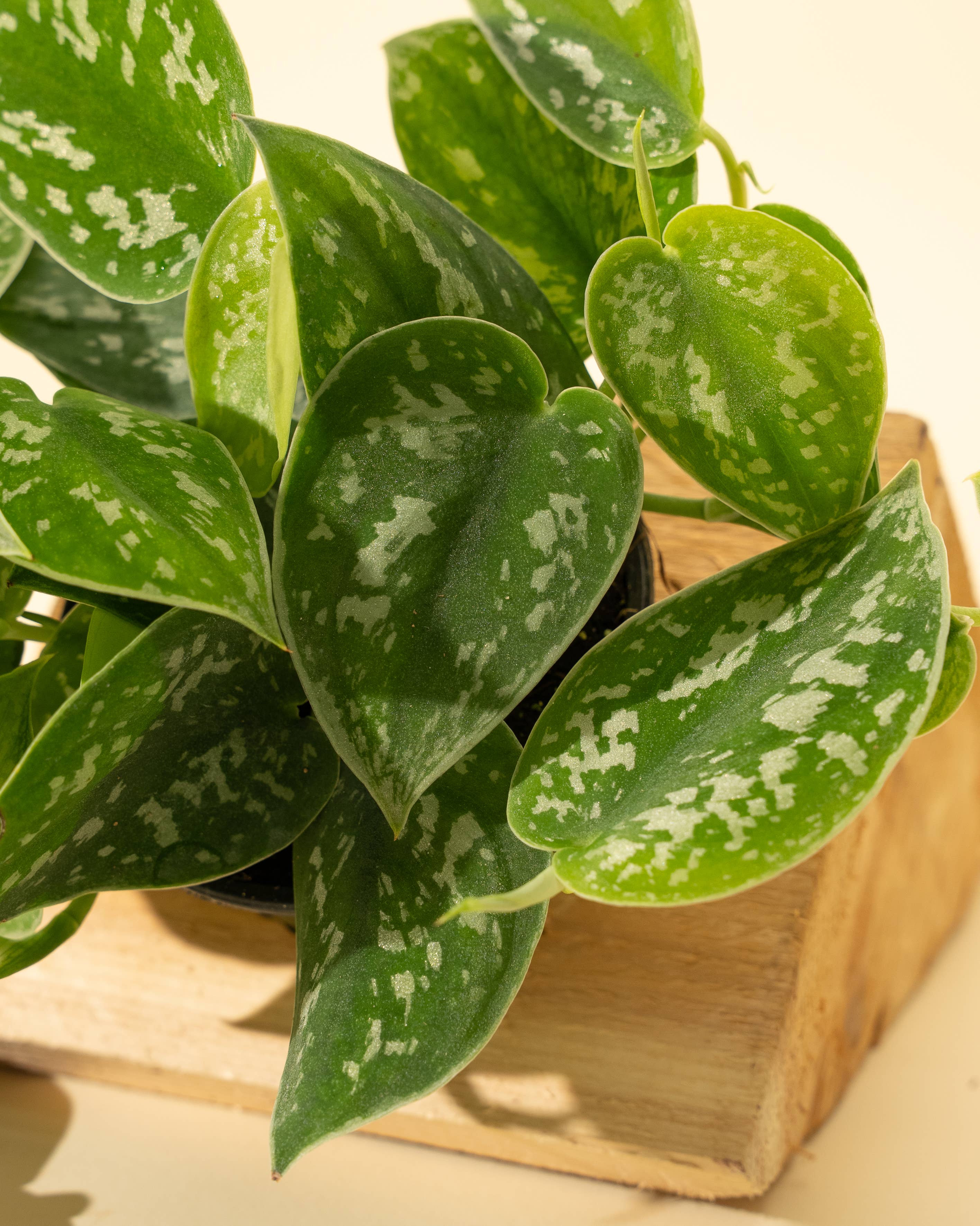 4" Scindapsus 'Silvery Ann'