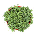 String of Pearls | 6 inch | Senecio rowleyanus: 6 inch