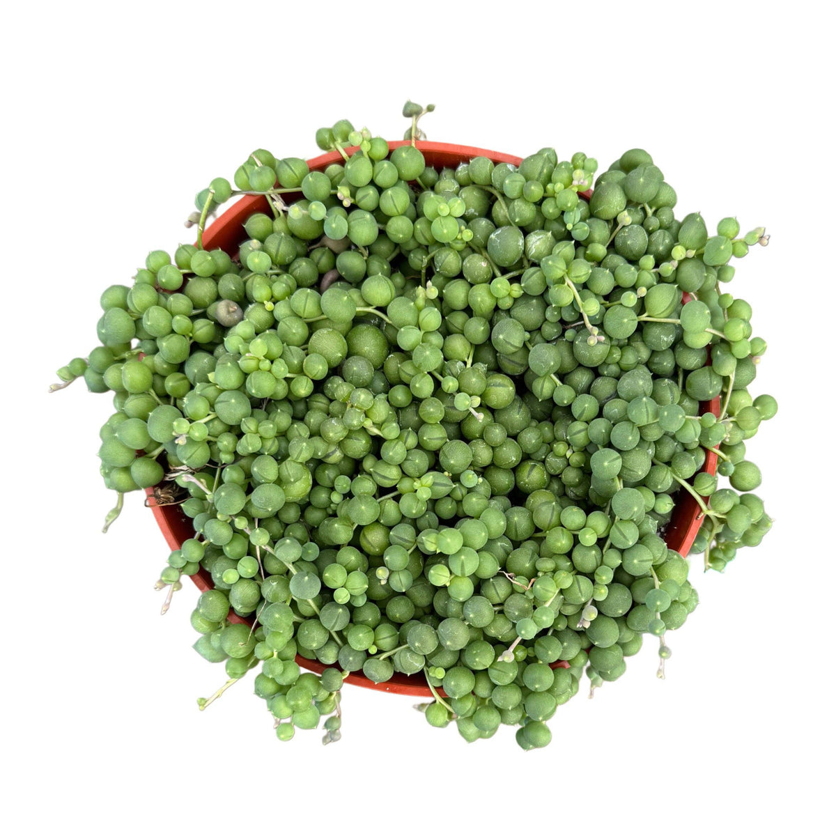 String of Pearls | 6 inch | Senecio rowleyanus: 6 inch
