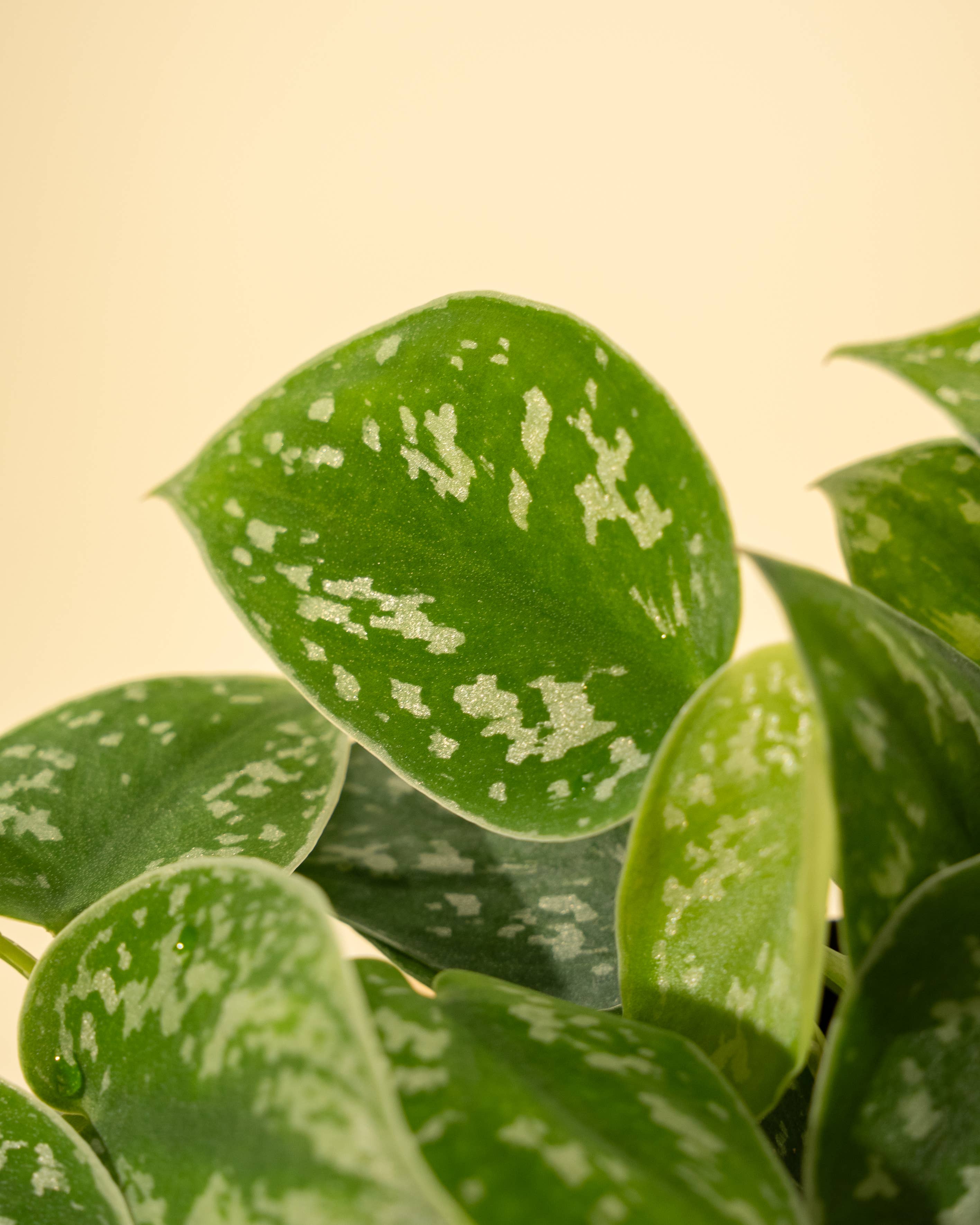 4" Scindapsus 'Silvery Ann'