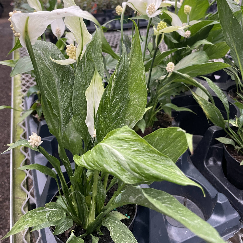 Variegated Peace Lily 'Domino' -4" Pot