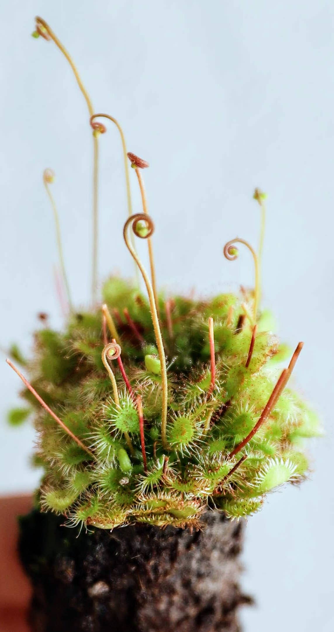 Drosera Capensis x Spatulata (Cape Sundew) 3" starter