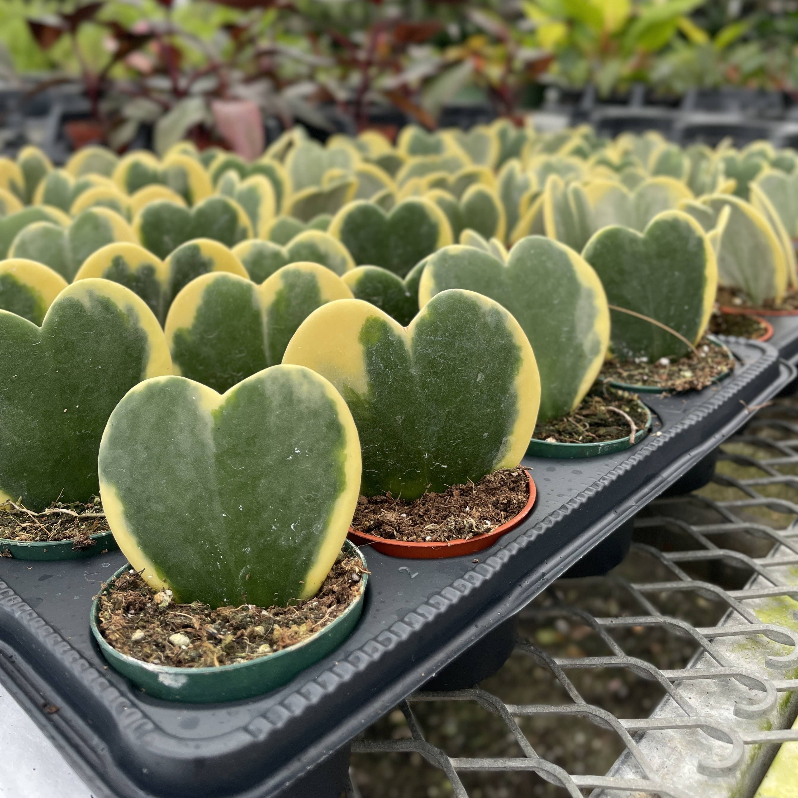 Hoya Kerrii - Sweetheart Plant - 2"