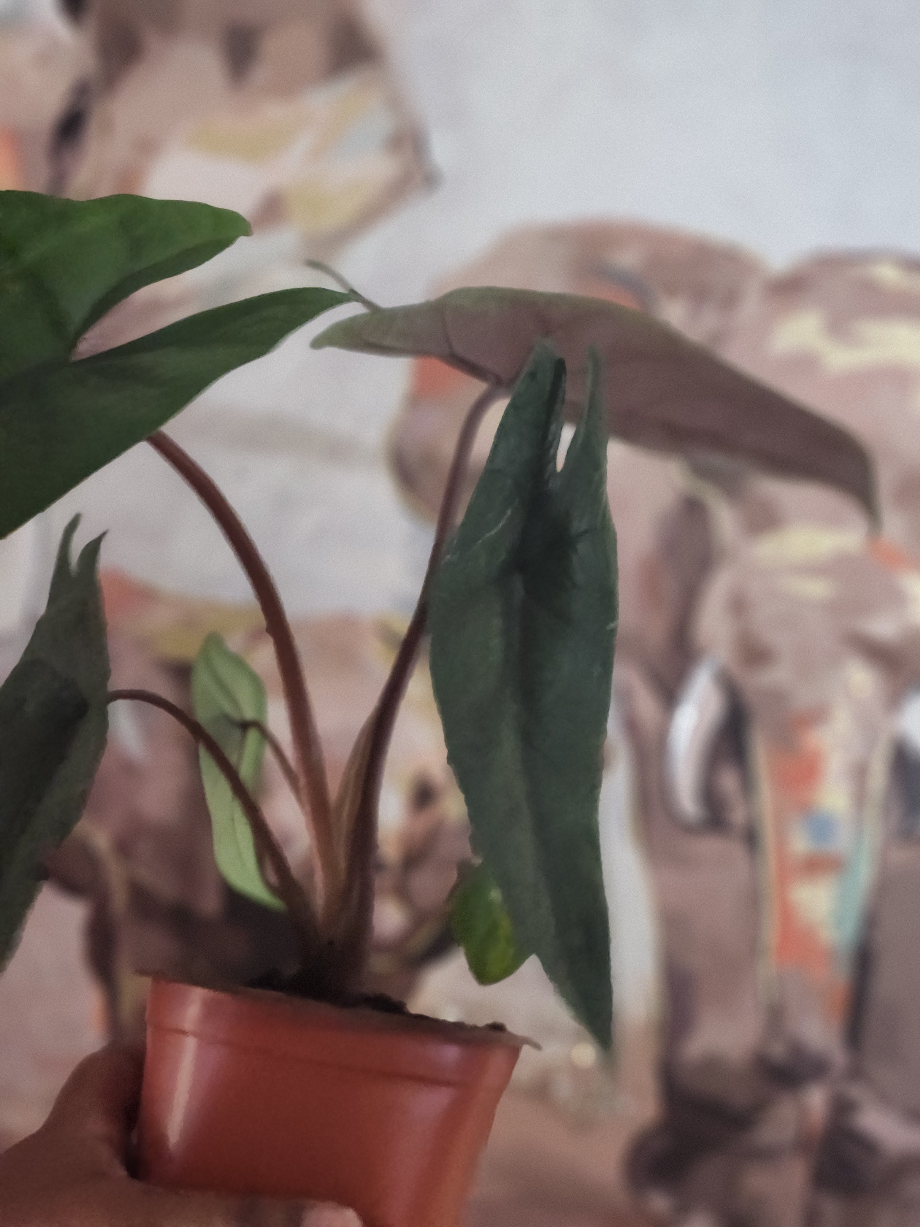 Alocasia Scalprum