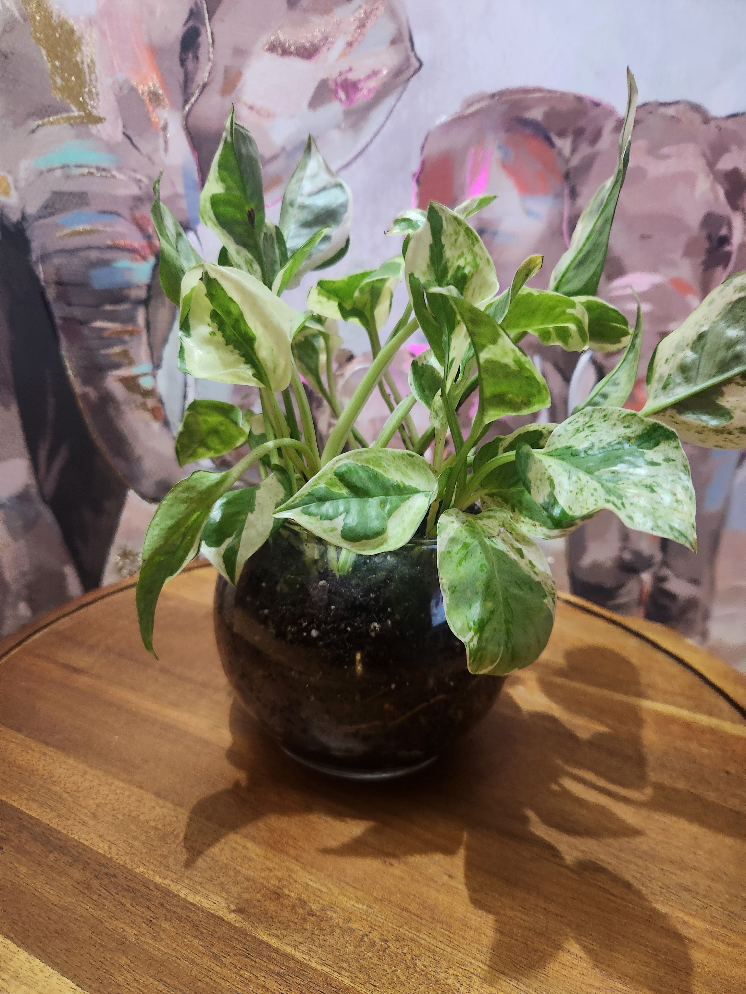 N'Joy Pothos in 3" Nursery Pot