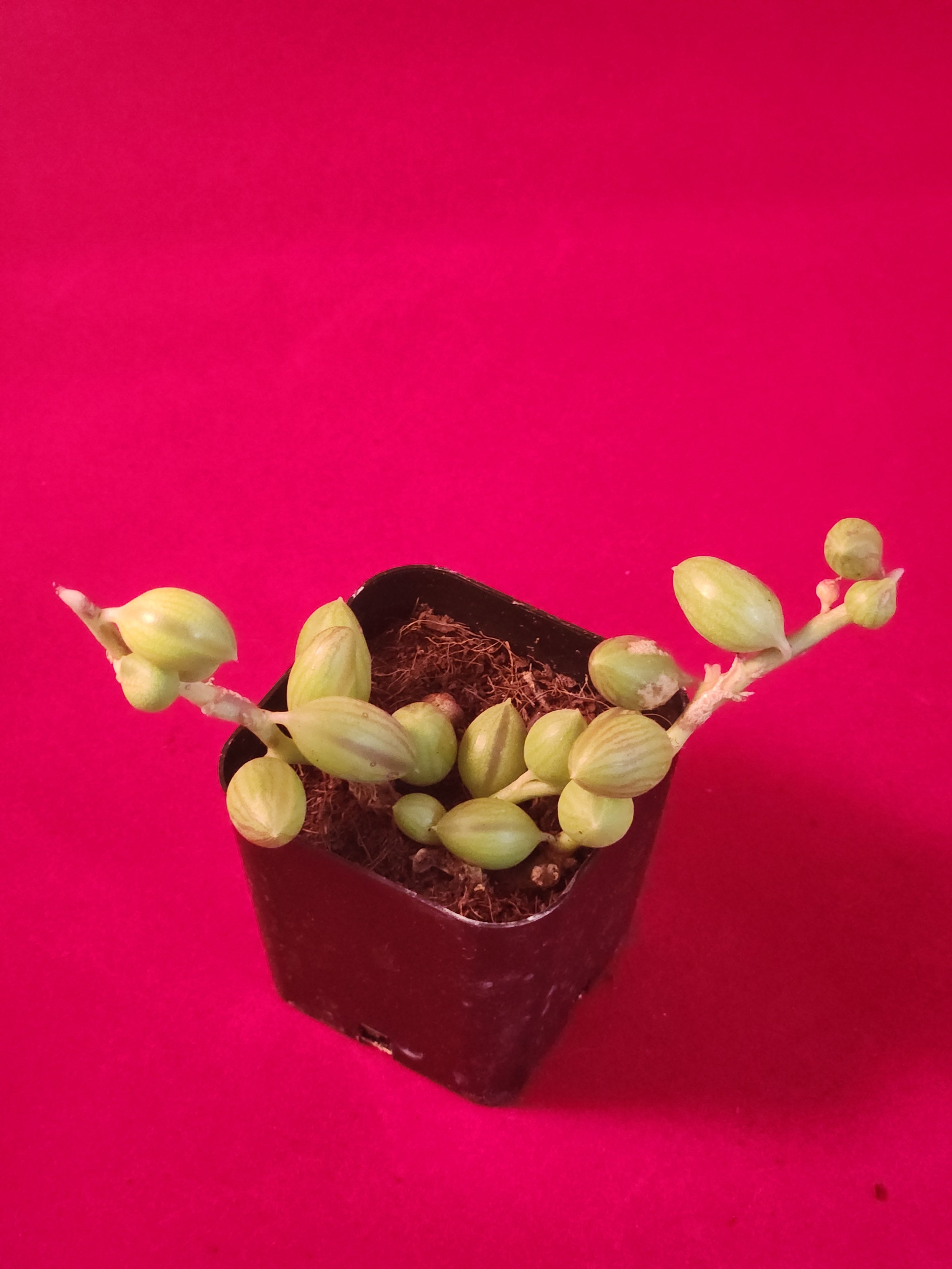 Senecio herreanus - String of Watermelons