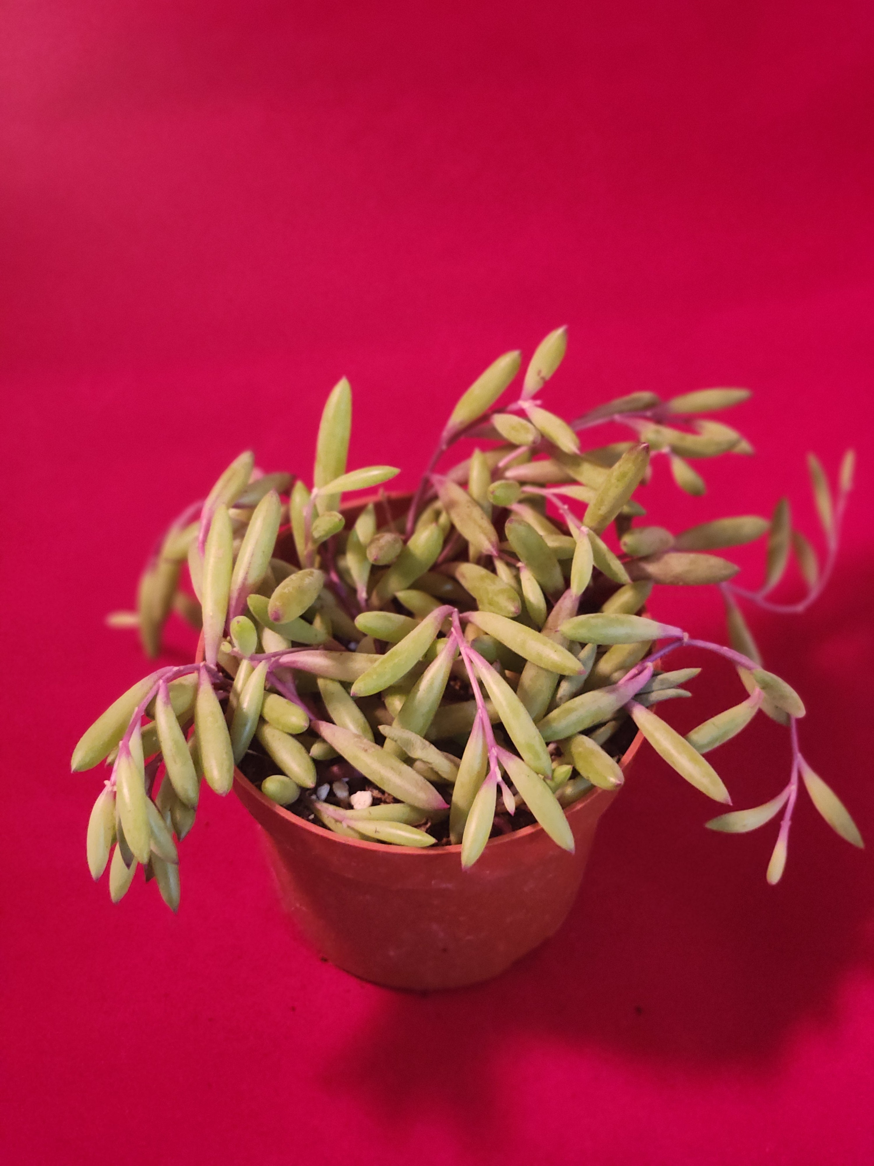Othonna capensis 'Ruby Necklace' [large]