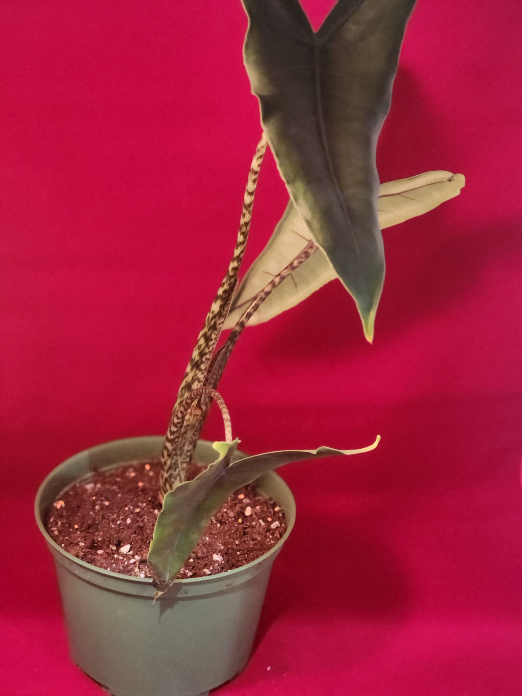 Alocasia Tigrina