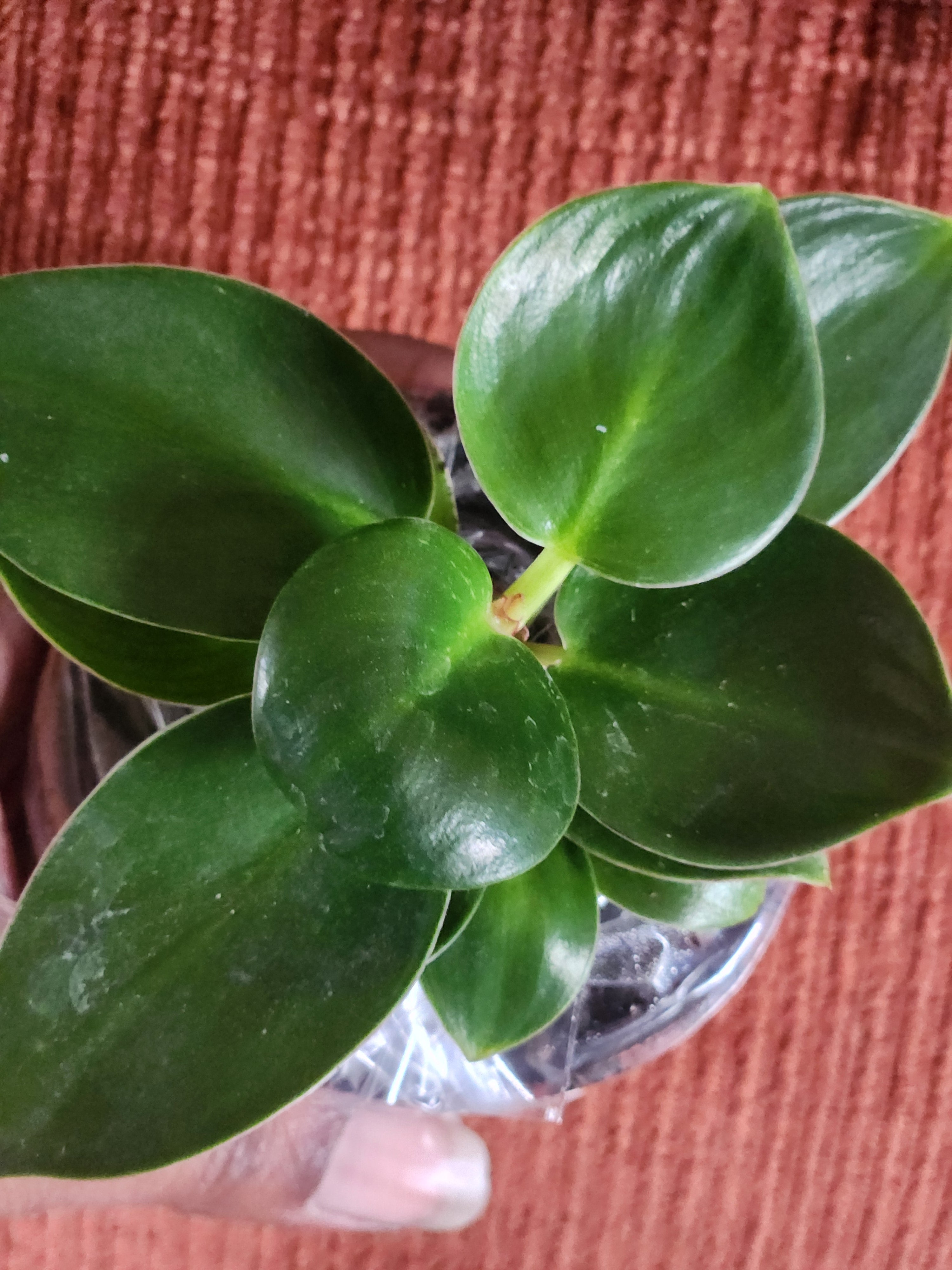 Philodendron Birkin 3" starter