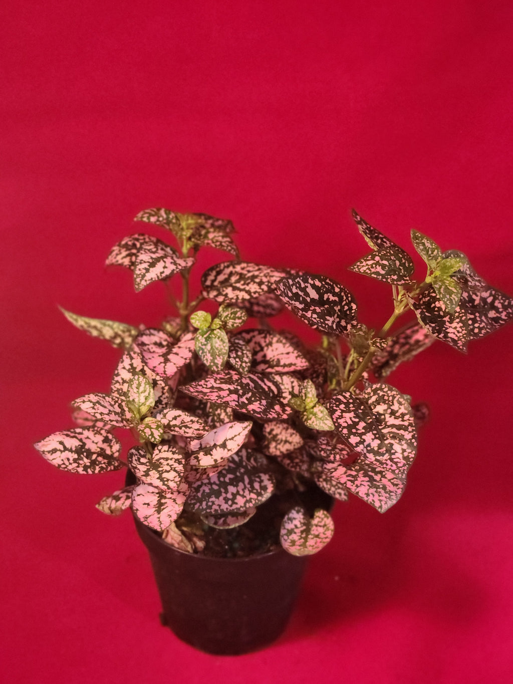 Pink Polka Dot plant