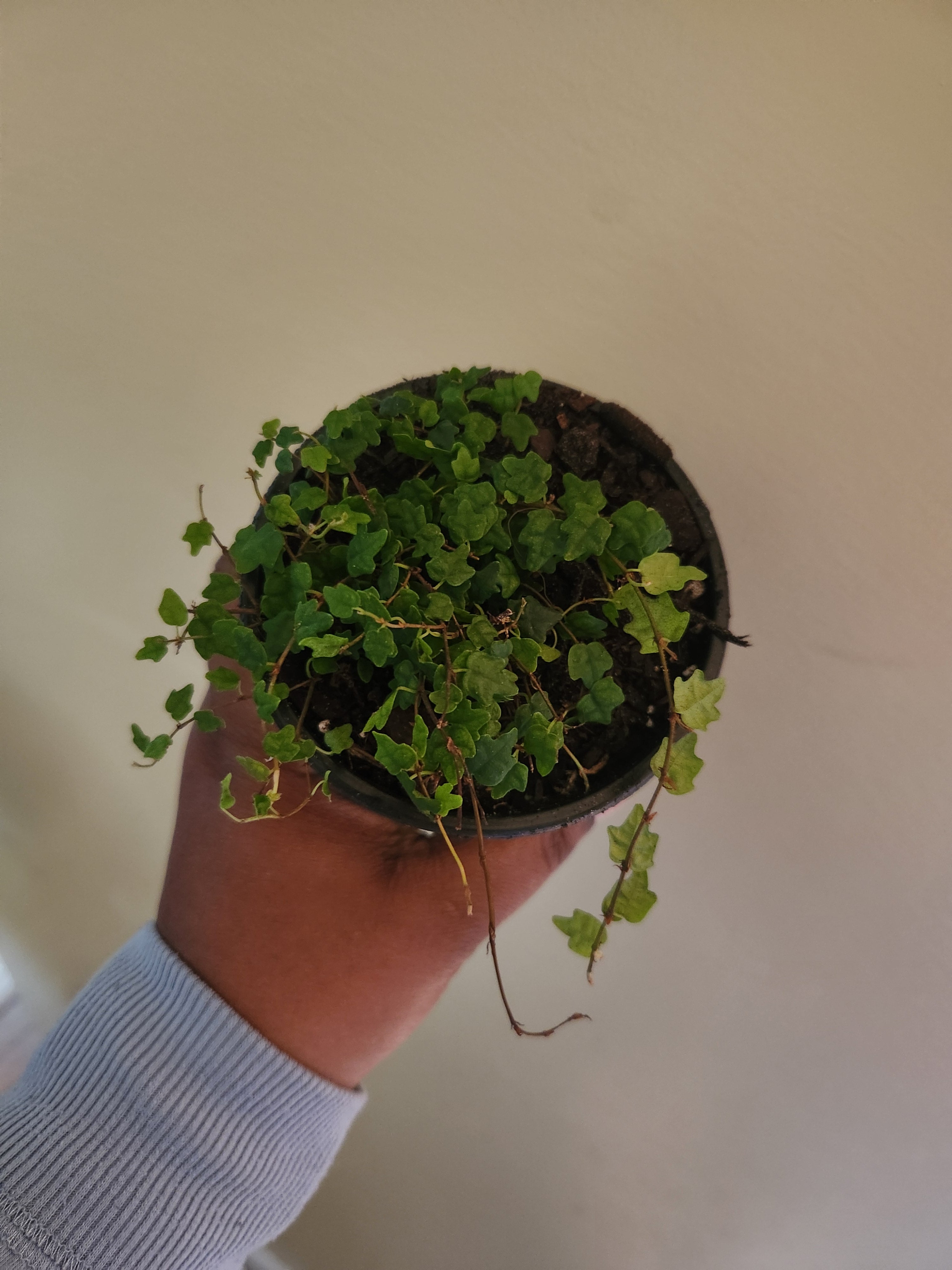 4" String of Frogs Trailing Houseplant