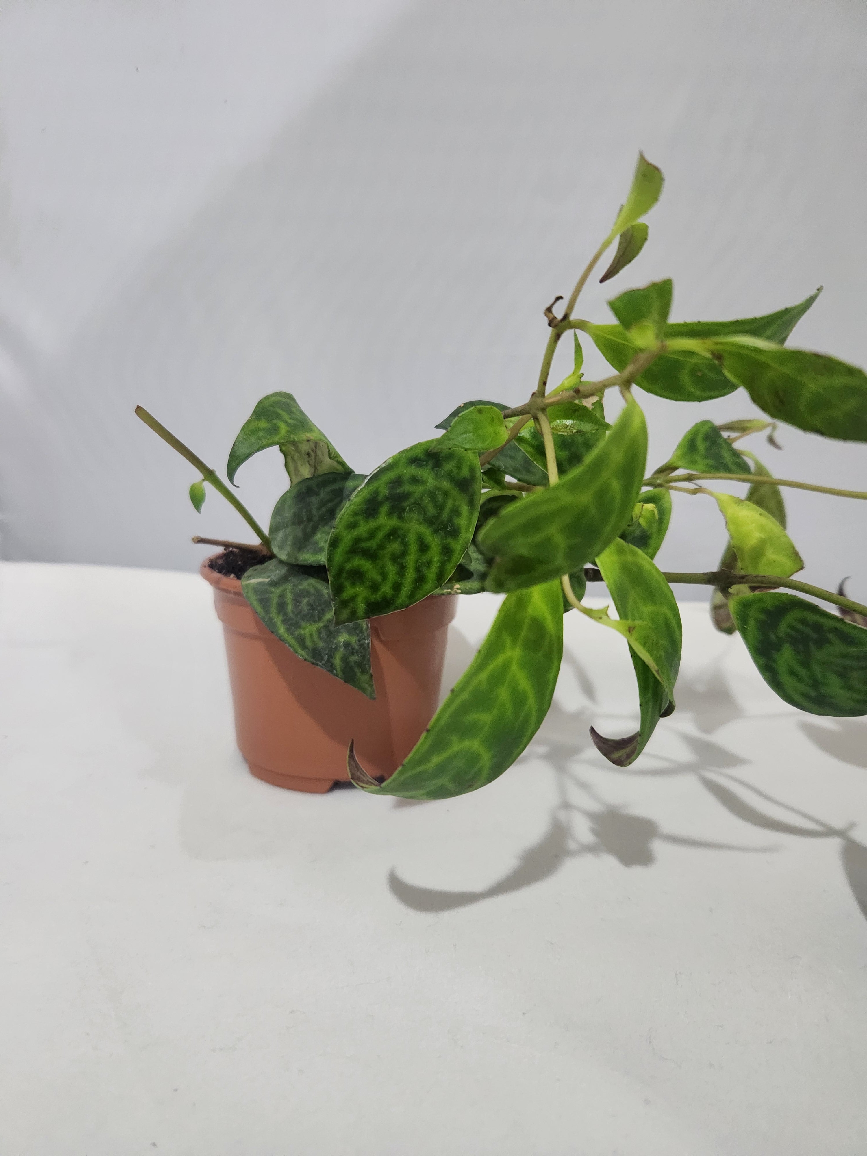 Lipstick pagoda 6in pot